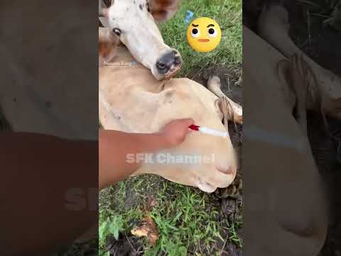 Đỉnh cao kỹ năng tiêm VITAMIN cho bò #skills #cow #funny #farming
