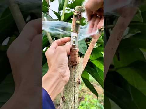 Cách ghép cây xoài đơn giản, tỉ lệ sống 99% | Kỹ thuật ghép xoài ai xem cũng làm được