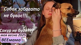 Б'ю тату / Собак не буває забагато / Моя мрія! / Сакури здохли / Нові брови / школа імені Чимберджи