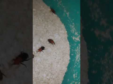 chuẩn bị vào vụ.