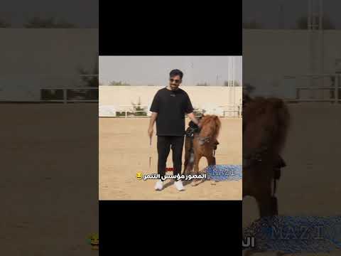 المصور مؤسس التنمر #mazy #ضحك #طقطقه #الشعب_الصيني_ماله_حل #اكسبلور