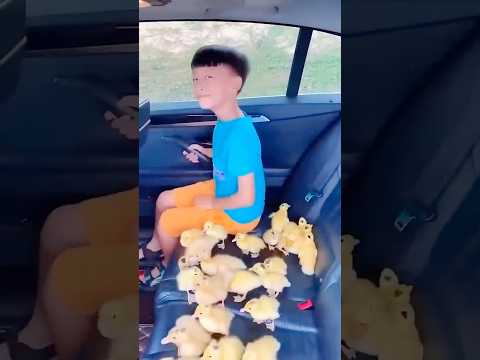 Cute baby duck 🐥🐤🐣🦆 #funny #cute #samarthsingh007