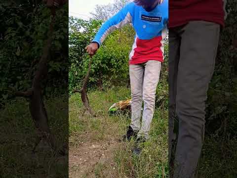 Monitor lizared release | big size vishkhopda | Badi chhipakali #guhera #ytshorts #animals