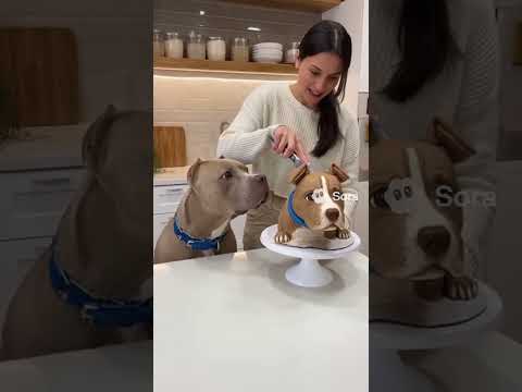 Pitbull torta taglio #pitbull #torta #taglio #paura #cucciolo