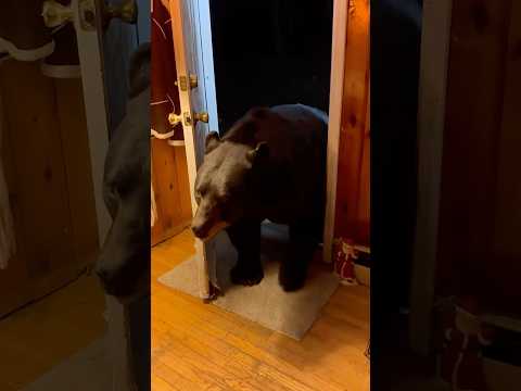 Polite <strong>Bear</strong> Closes The Door Behind Itself