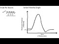 Neuronal Action Potentials and Functions