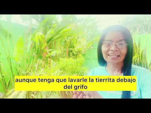 El intestino permeable es crónico??