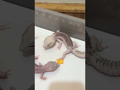 Cek website: wachigecko.com jika ingin adopt gecko ๐ซถ๐ป atau klik link di bio aja ๐ฅ