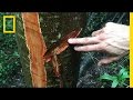 Cambodia's Forest Crisis and Illegal Logging