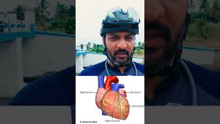 Heart Chambers !