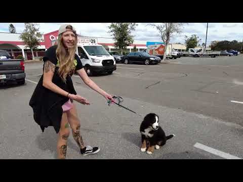 How to Build Puppy Confidence with Simple Exercises