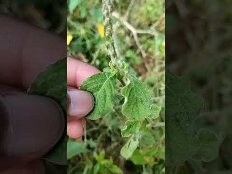 लटजीरा के पत्ते से लेकर जड भी काम आता है मुंह में छाले, दुर्गंध, फोड़ा फूंसी अलसर और सड़न ठीक करता