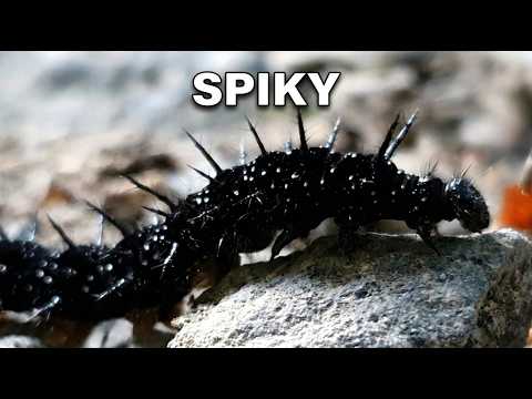 The Scary looking Caterpillar of beautiful Butterfly (Aglais io)
