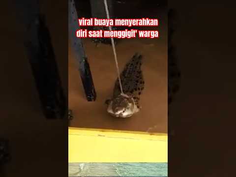 Buaya merasa bersalah menyerahkan dirinya#crocodile #vidioshort