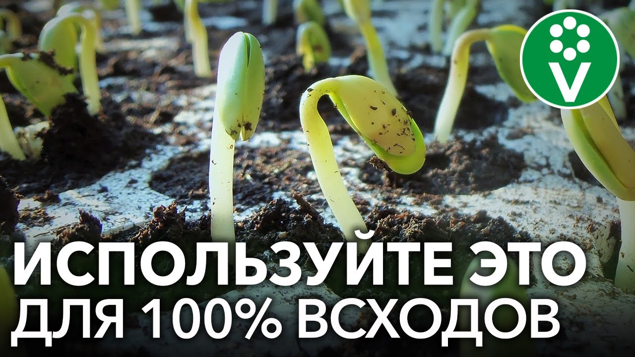 Семена взойдут быстро и дружно, если замочить их в этом! Гиббереллины: особенности применения