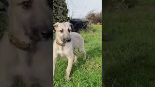 How small suki was ❤️ she's now coming up four! how time flys! #salukicolliegrey #lurcher