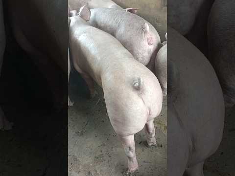 Ngày14/10: đi ngang cả 3 miền MB:50-53,MT:49-52,MN:53-55