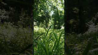 Nature That Resets Your Mind