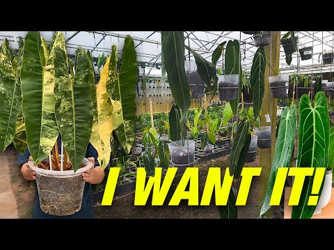 Exotic Plants with Crazy Prices! Ecuagenera USA St Recently, ECUAGENERA USA (Apopka, FL) had an open house where they had 30% off plants. However, I co