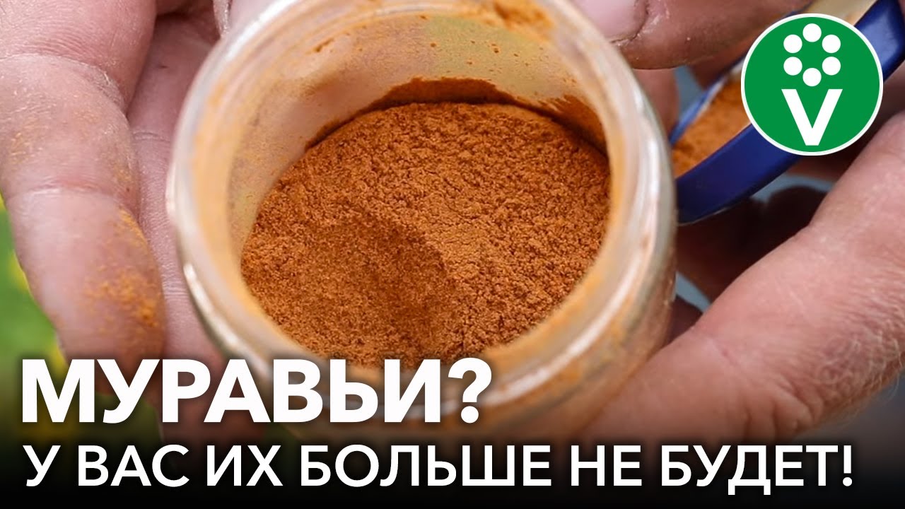 От муравьев помогло с 1 раза! 2 проверенных способа борьбы с муравьями без химии