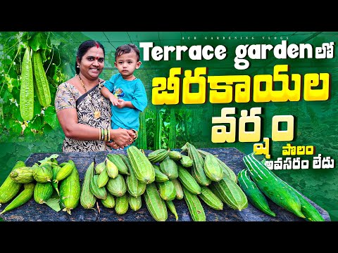 5కేజీల బీరకాయలు Terraceలో హార్వెస్ట్ చేశాను|Ridge Gourd harvest in terrace #gardening #harvest