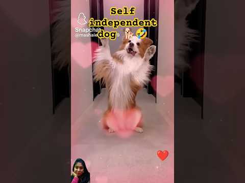 Crazy vlogger 🐕🤣❤️ #funny #tigerlion #memes #comedy #funnylion #relatablememes #animals #help