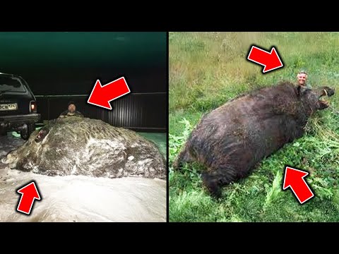 アメリカで捕獲された、４mの巨大人喰いブタ...DNA鑑定の結果、新種の怪物だった...【ゆっくり解説】【巨大生物】