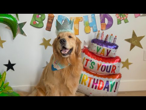 Golden Retriever Turns Four