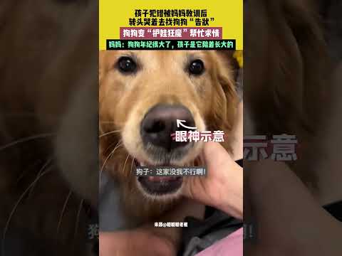 社会百态 | 孩子犯错被妈妈教训，转头哭着去找狗狗“告状”，狗狗变“护娃狂魔”帮忙求情。