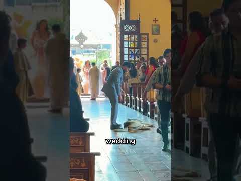 Her Dog Just Fell Asleep in the Middle of Her Wedding ๐ #shorts