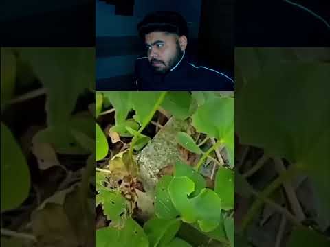 Try Not to Laugh Challenge 363 🤣 #shorts #funny #viral