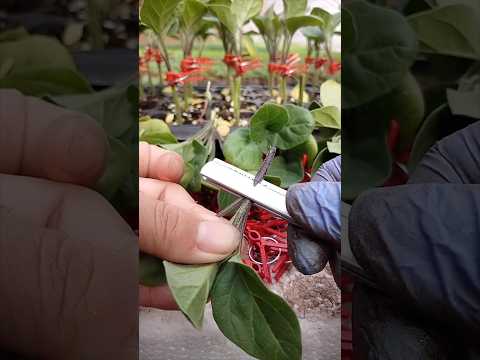 Grafting for High-Yield Eggplants #farmingtech