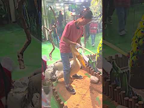 This keeper rescues a baby duck from greedy pelican!