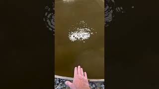 NEVER Tap an Alligator Pool…#shorts #alligator