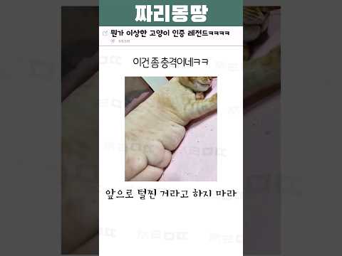 뭔가 이상한 고양이 인증 레전드ㅋㅋㅋㅋ
