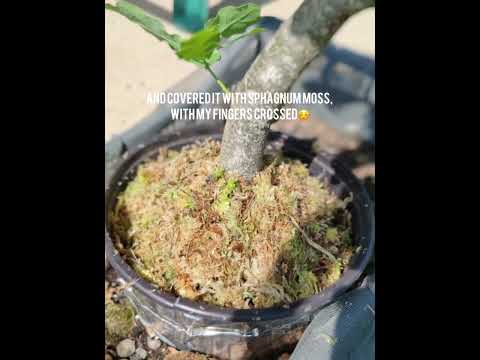 Oak Yamadori/Prebonsai/2 years progress/Ground layer #bonsai #prebonsai #oaktree #tree #bonsaitree