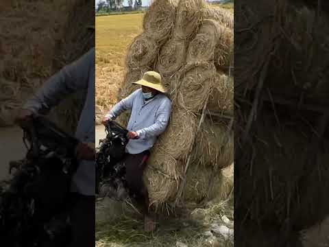 độc lạ thú vị nghề Chở Rơm ở miền tây quê tôi thật hài hước (p1356) #shorts