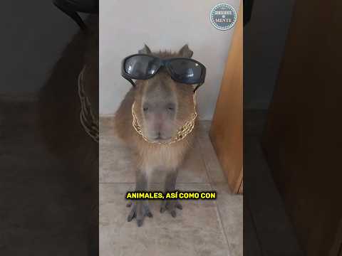 ??EL ANIMAL MAS SOCIABLE Y AMISTOSO DEL MUNDO. Carpincho. #shorts #viral #capybara #animal #amigos.