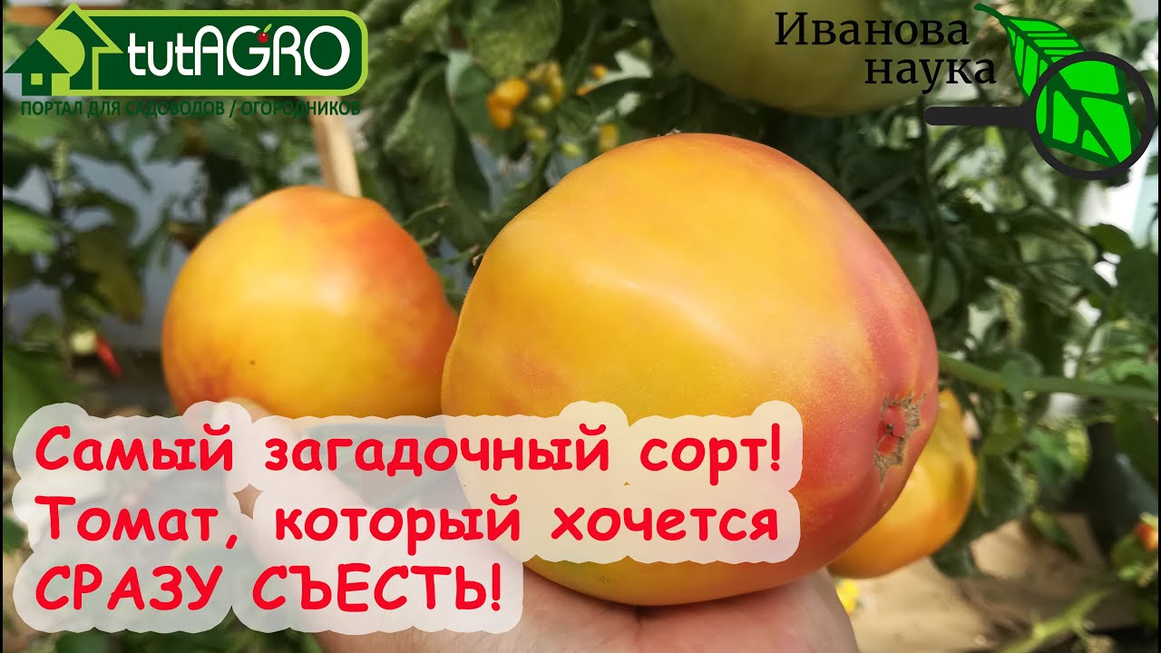 Самый загадочный сорт томата! Его сразу же хочется съесть! Загадка природы и канадское наследие.