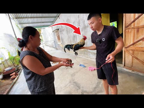 Bất Ngờ Được Tặng Sóc Con Khi Cho Gà Trống Đi Chơi 😍 | Tí Xi