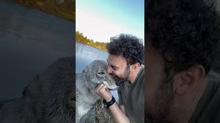 Börü ısırarak sevilir! Aksini iddia eden var mı?