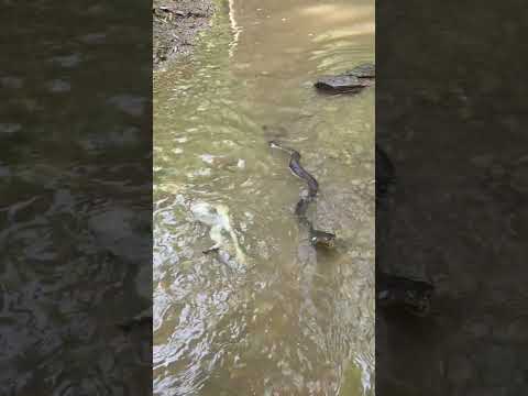 กบนึกว่าปลาโอ้เนาะเกือบแกล้งตุยไม่ทันแล้ว🐸🐸 #reelsfbシ #foryoupageシ #foryouシ