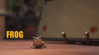 Make Tabletop Waterfall Paludarium for Frog l The frog plays games better than me!