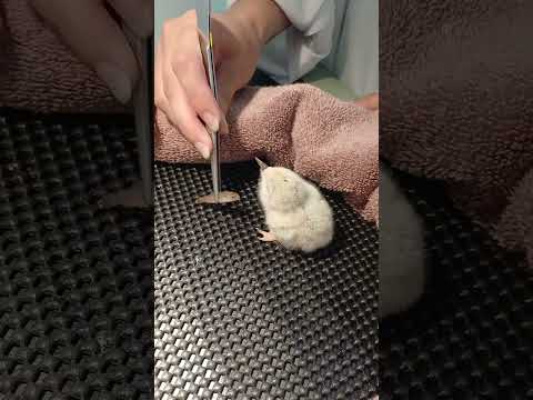 Feeding fish to an endangered tara iti chick!