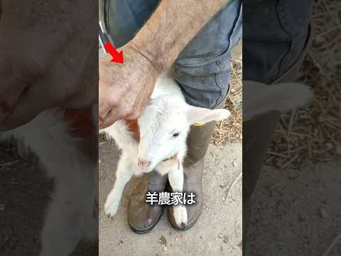 仔羊を着る仔羊