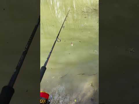 Fishing catfish pesca silure