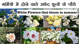 गर्मी के मौसम में भी लगातार फूल देने वाले ये 10 पौधे,Top 10 White Flowers that bloom in Summer