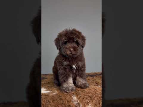Schnoodle puppy or real life teddy bear 🧸 adorable puppy!