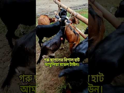 ১০ হাজারের মধ্যে খাসি কিনুন #rsbd #damkoto #cow #short #gorurhat #viralvideo #shortsreels #hat