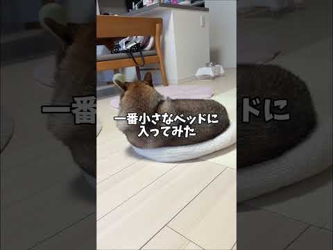 無理をしても可愛い柴犬の自然な姿を楽しもう サムネイル